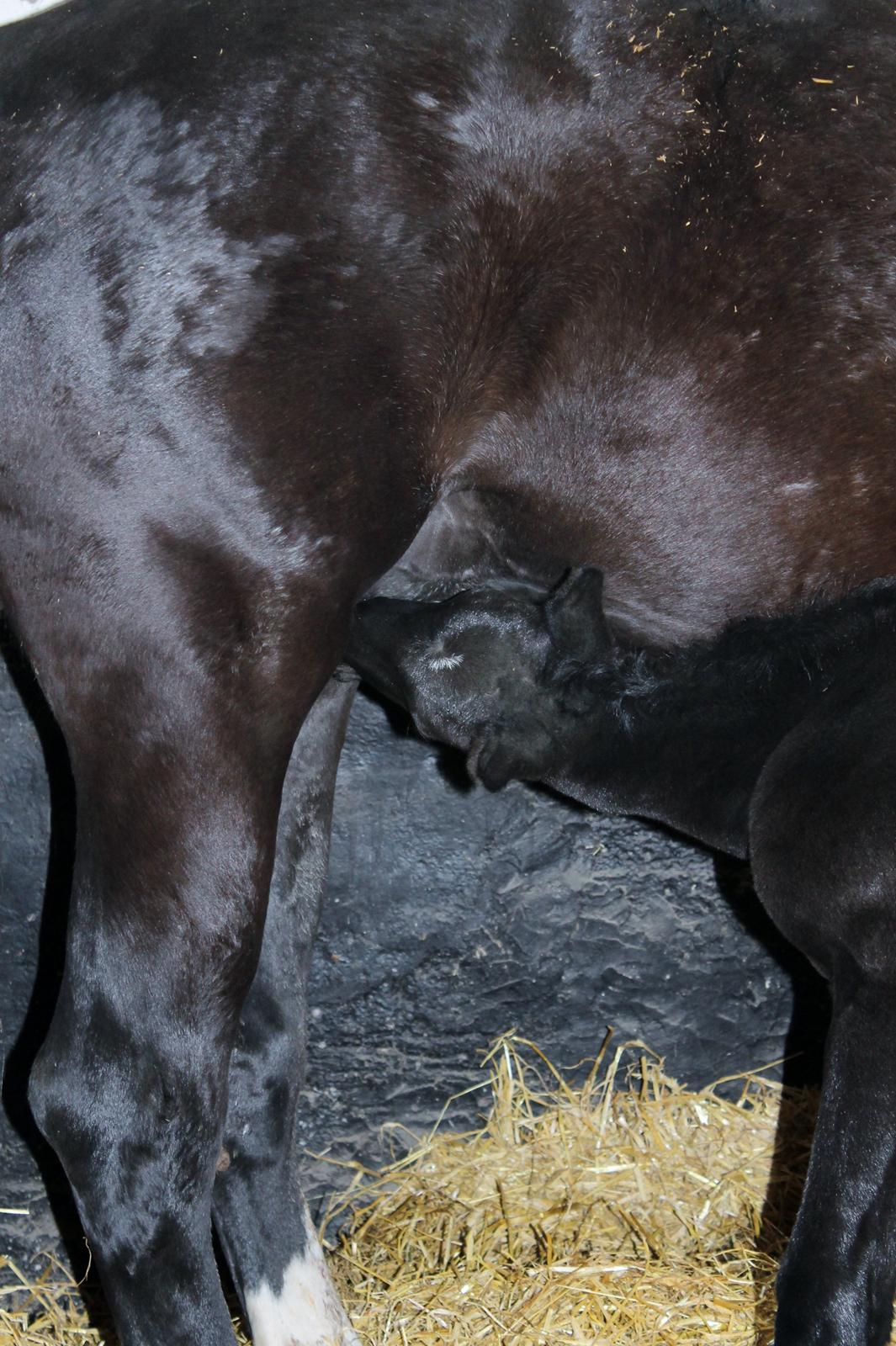 Oldenborg Bakgårdens Silas billede 5