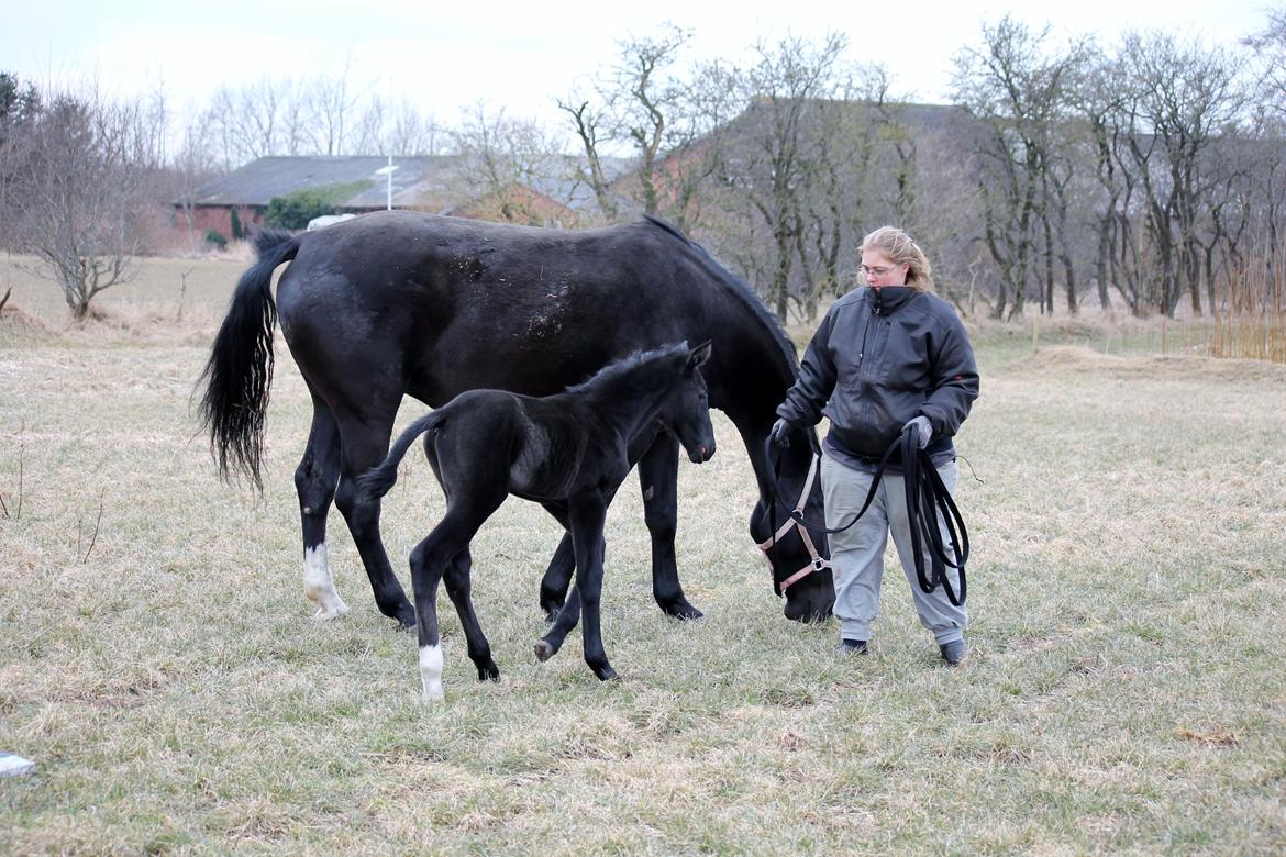 Oldenborg Bakgårdens Silas billede 6