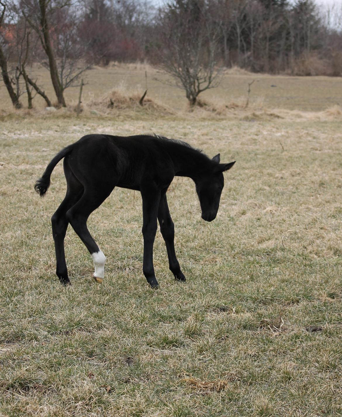 Oldenborg Bakgårdens Silas billede 7