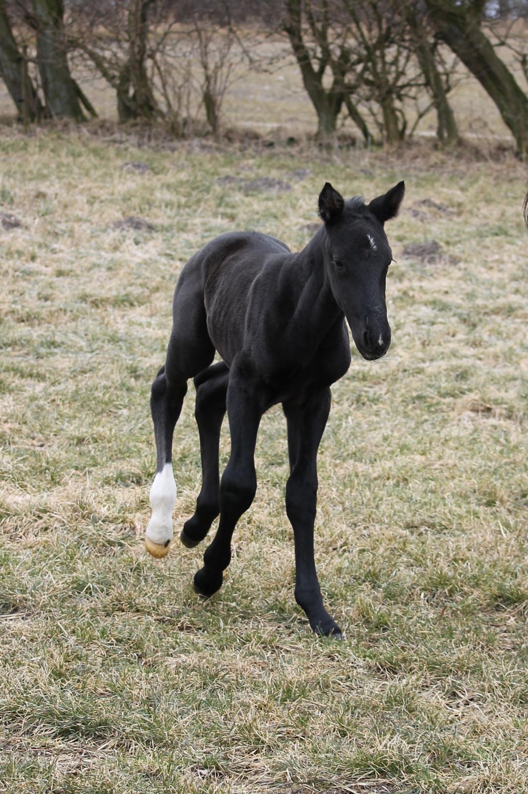 Oldenborg Bakgårdens Silas billede 8