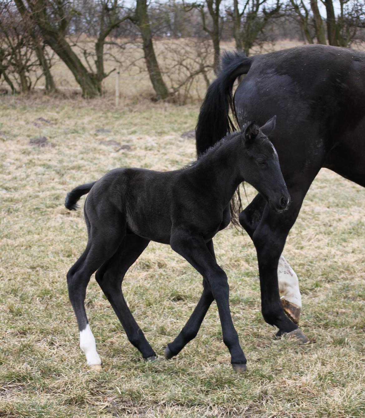 Oldenborg Bakgårdens Silas billede 9