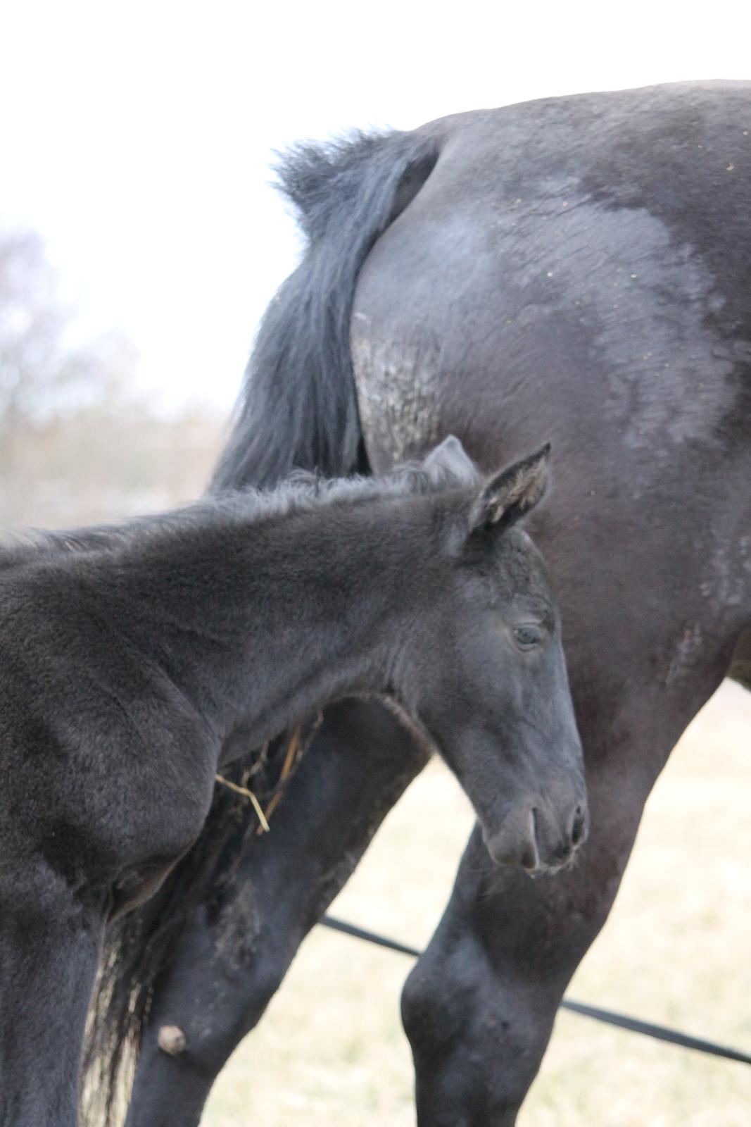 Oldenborg Bakgårdens Silas billede 10