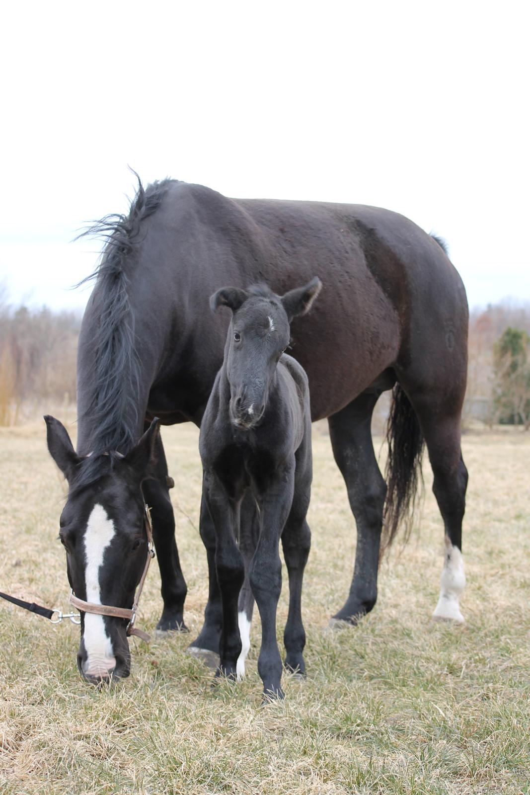 Oldenborg Bakgårdens Silas billede 15