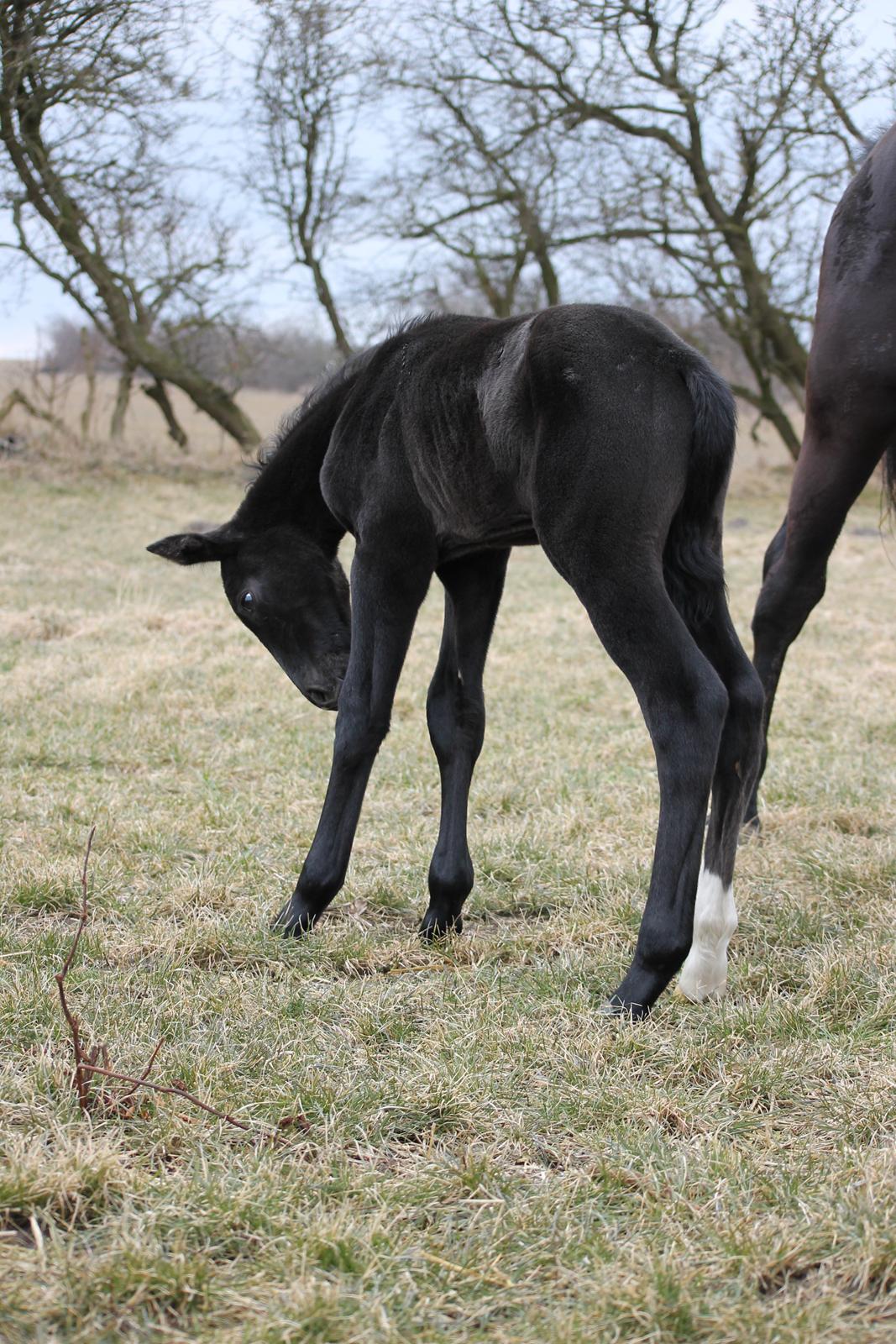Oldenborg Bakgårdens Silas billede 12