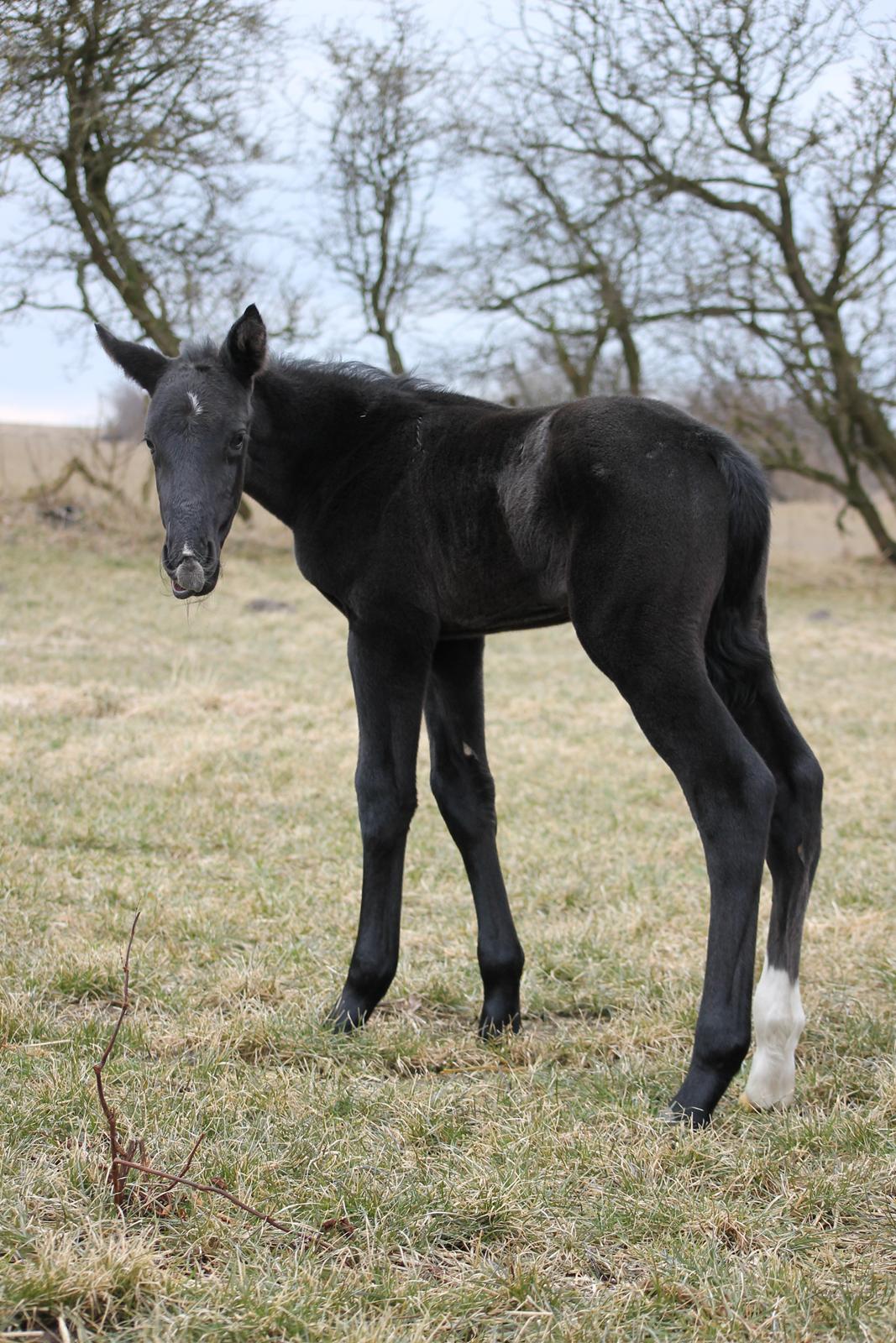 Oldenborg Bakgårdens Silas billede 11