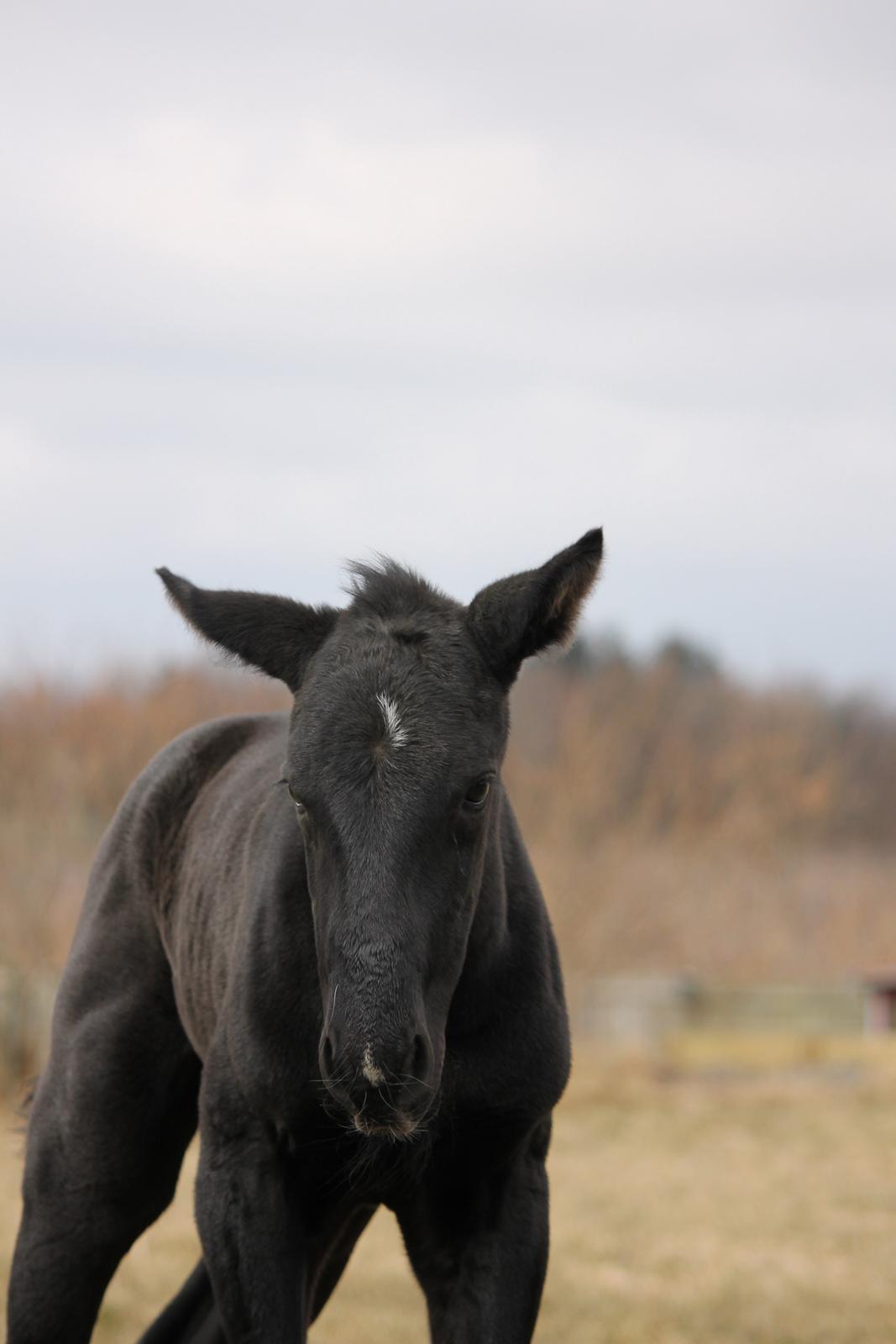 Oldenborg Bakgårdens Silas billede 16
