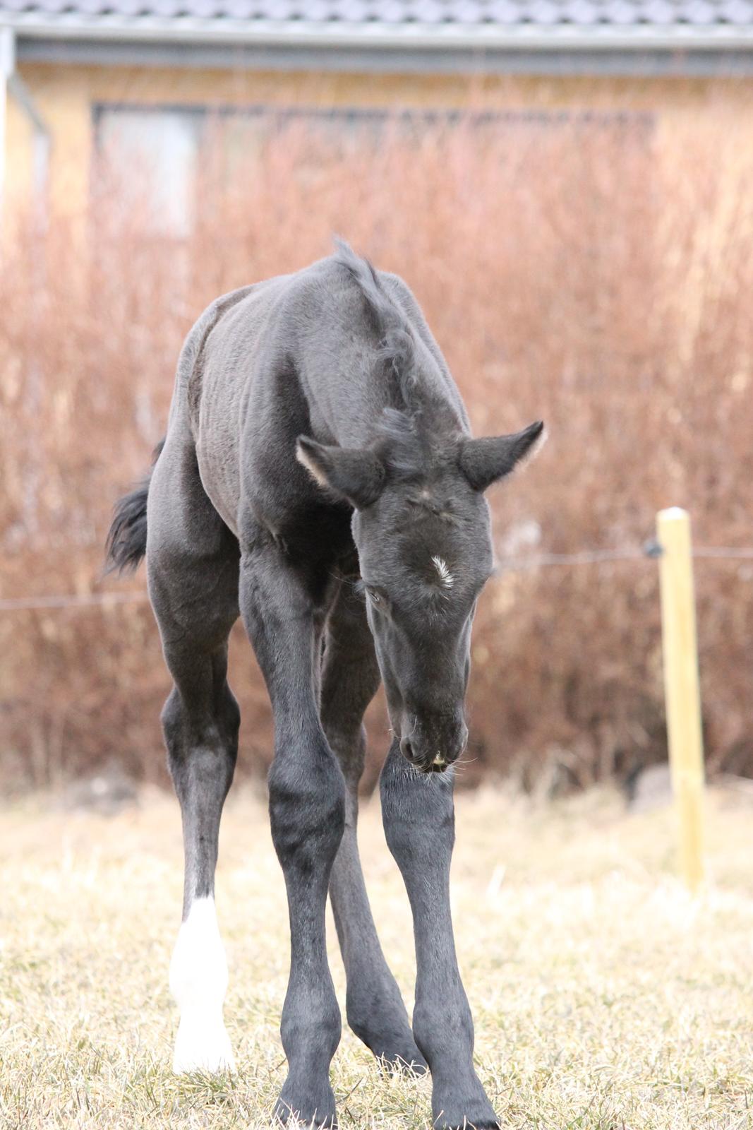 Oldenborg Bakgårdens Silas billede 17