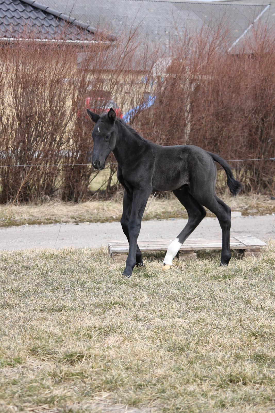 Oldenborg Bakgårdens Silas billede 18