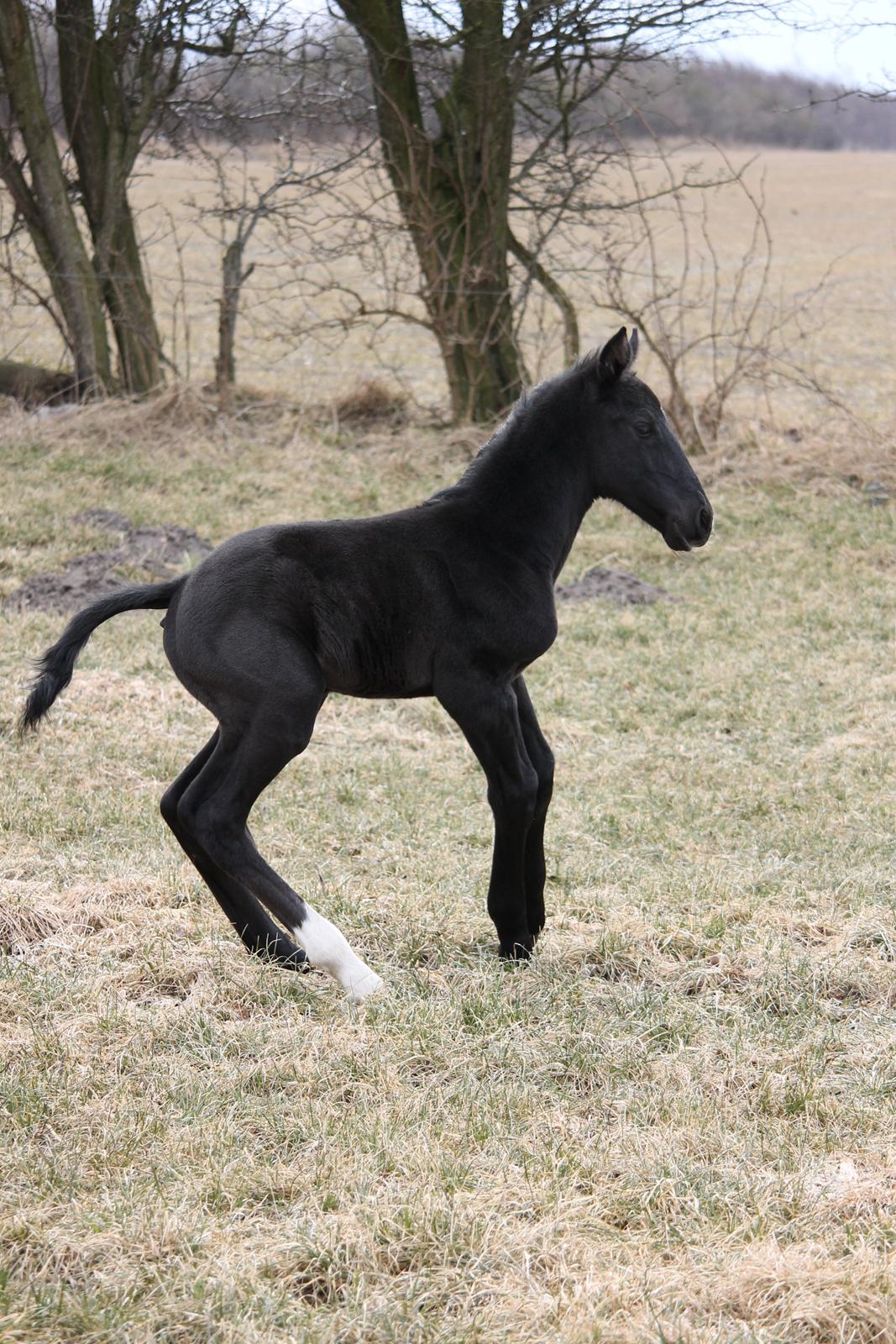 Oldenborg Bakgårdens Silas billede 19