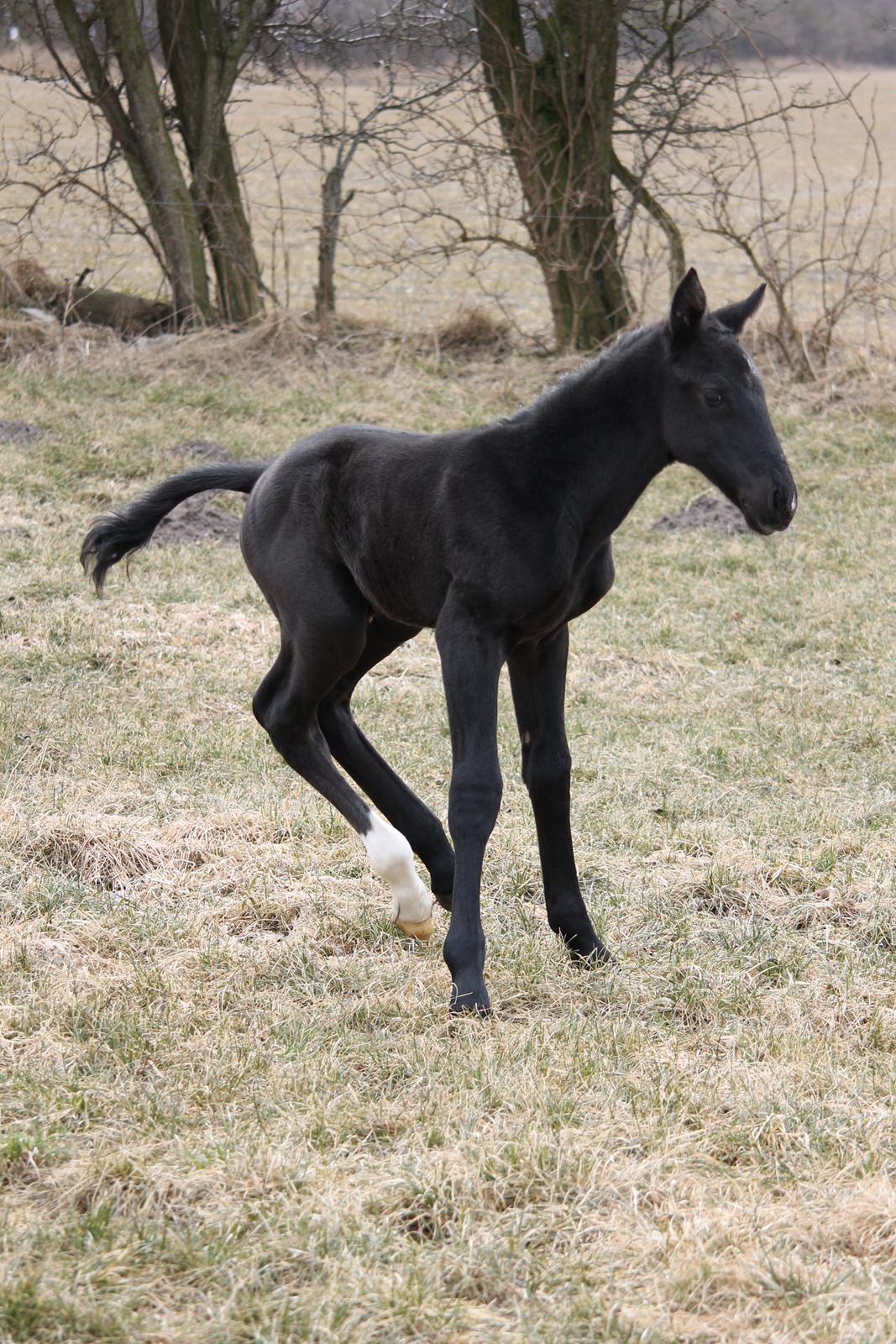Oldenborg Bakgårdens Silas billede 20