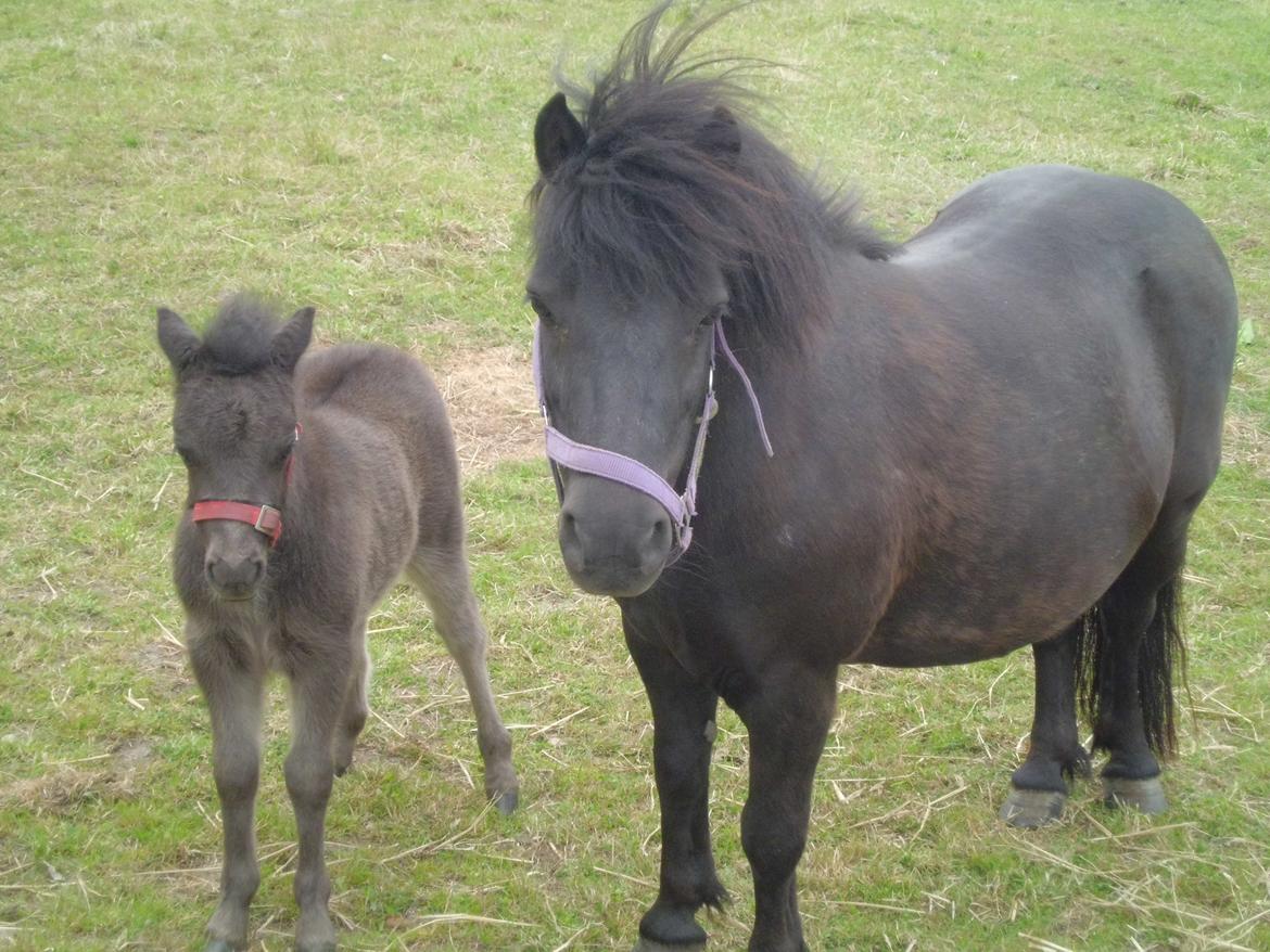 Shetlænder Bambi af Hvidhøj - Du er en rigtig god mor  billede 2