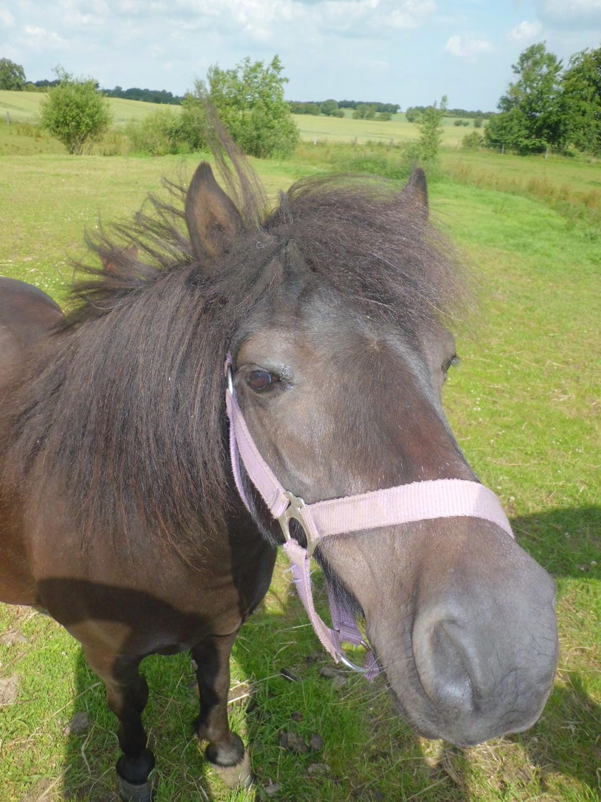 Shetlænder Bambi af Hvidhøj billede 19