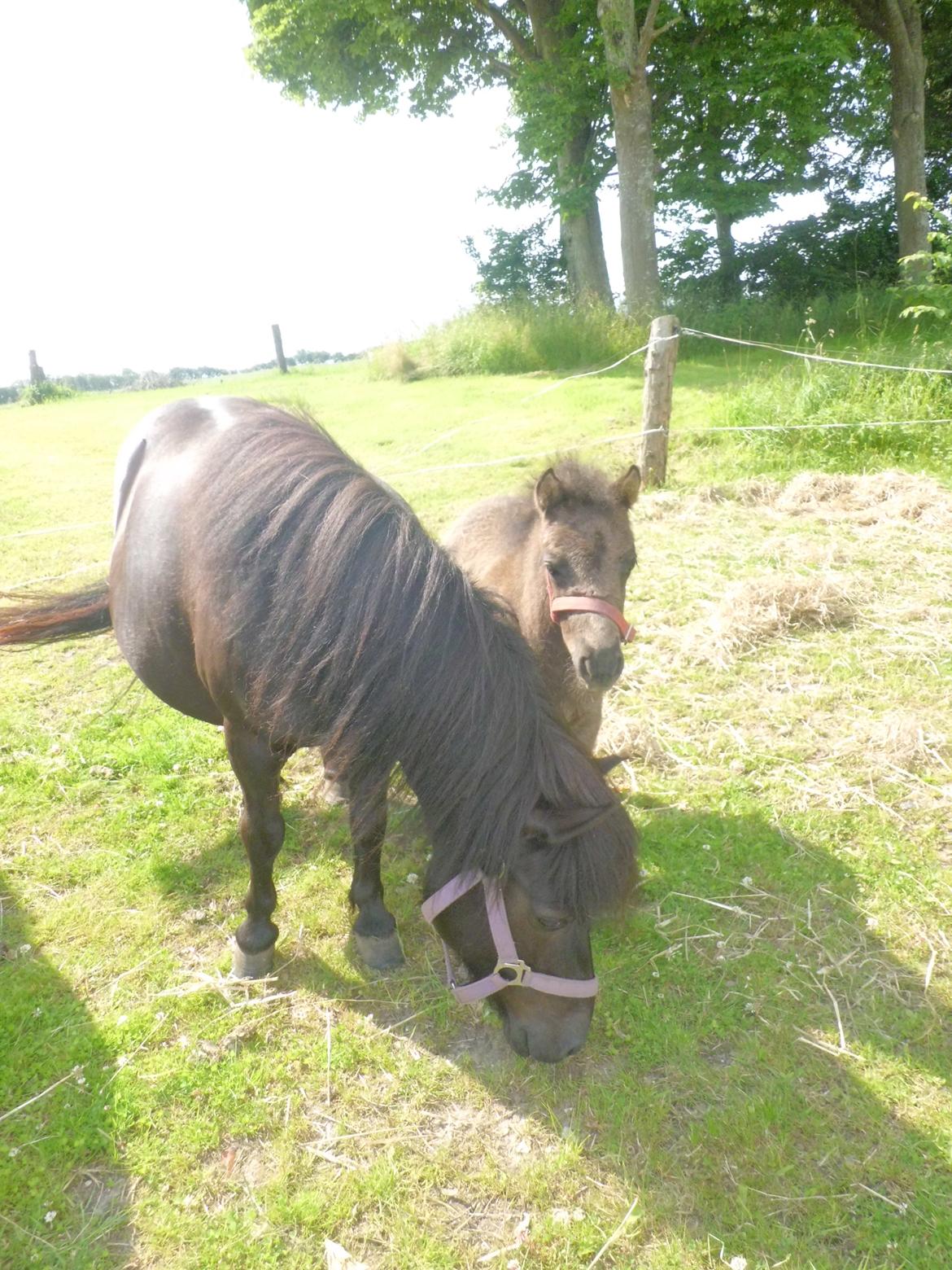 Shetlænder Bambi af Hvidhøj billede 8