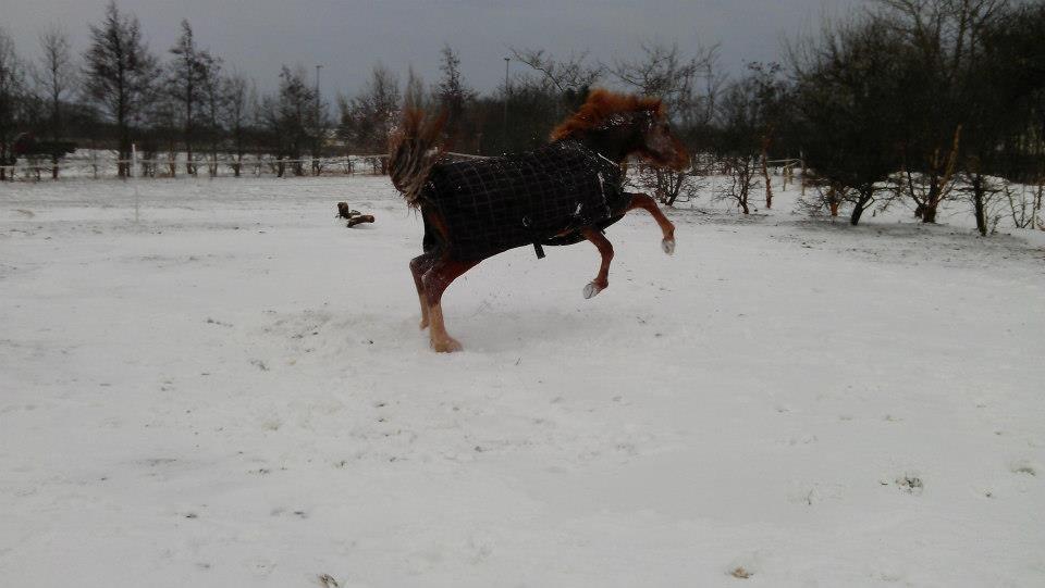 Tysk Sportspony Mindes Bafana billede 10