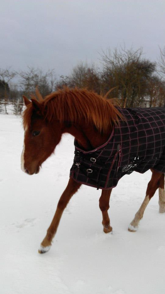 Tysk Sportspony Mindes Bafana billede 12