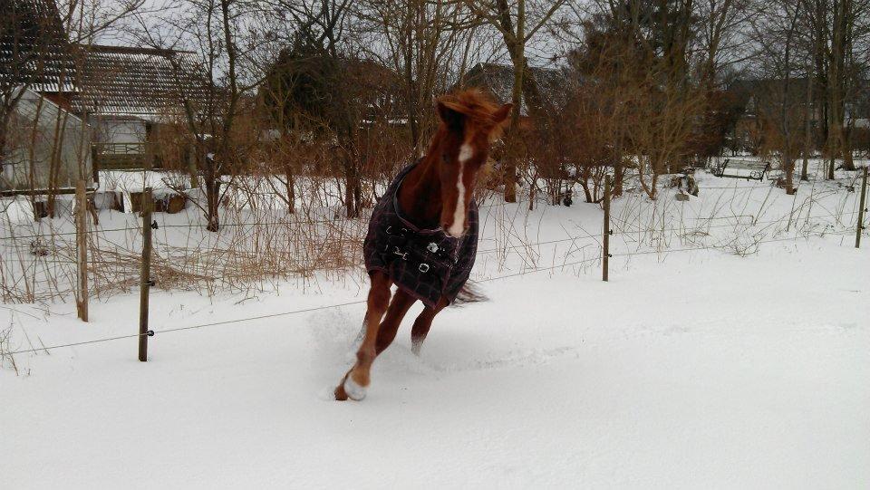 Tysk Sportspony Mindes Bafana billede 9