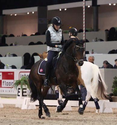 Welsh Partbred (Sec F) Bjerregårds Mozart - Drachten 2013 billede 5