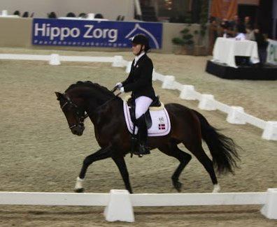 Welsh Partbred (Sec F) Bjerregårds Mozart - Drachten 2013 billede 6