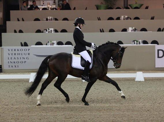 Welsh Partbred (Sec F) Bjerregårds Mozart - Drachten 2013 billede 4