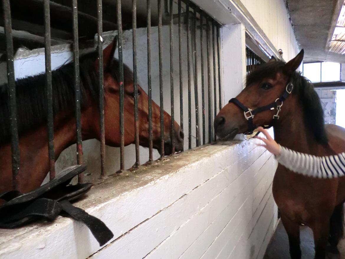 Anden særlig race Felix - Felix og Kæresten Lee<3

Begge solgt nu :/ billede 1