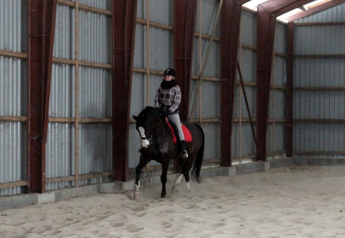 Dansk Varmblod Sant Jordi´s Mccoy, B-Hest billede 17