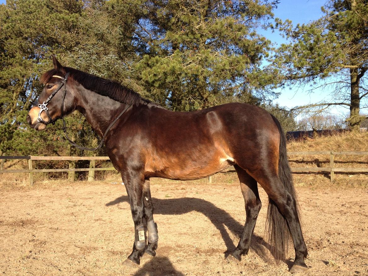 DSP Chanel billede 20