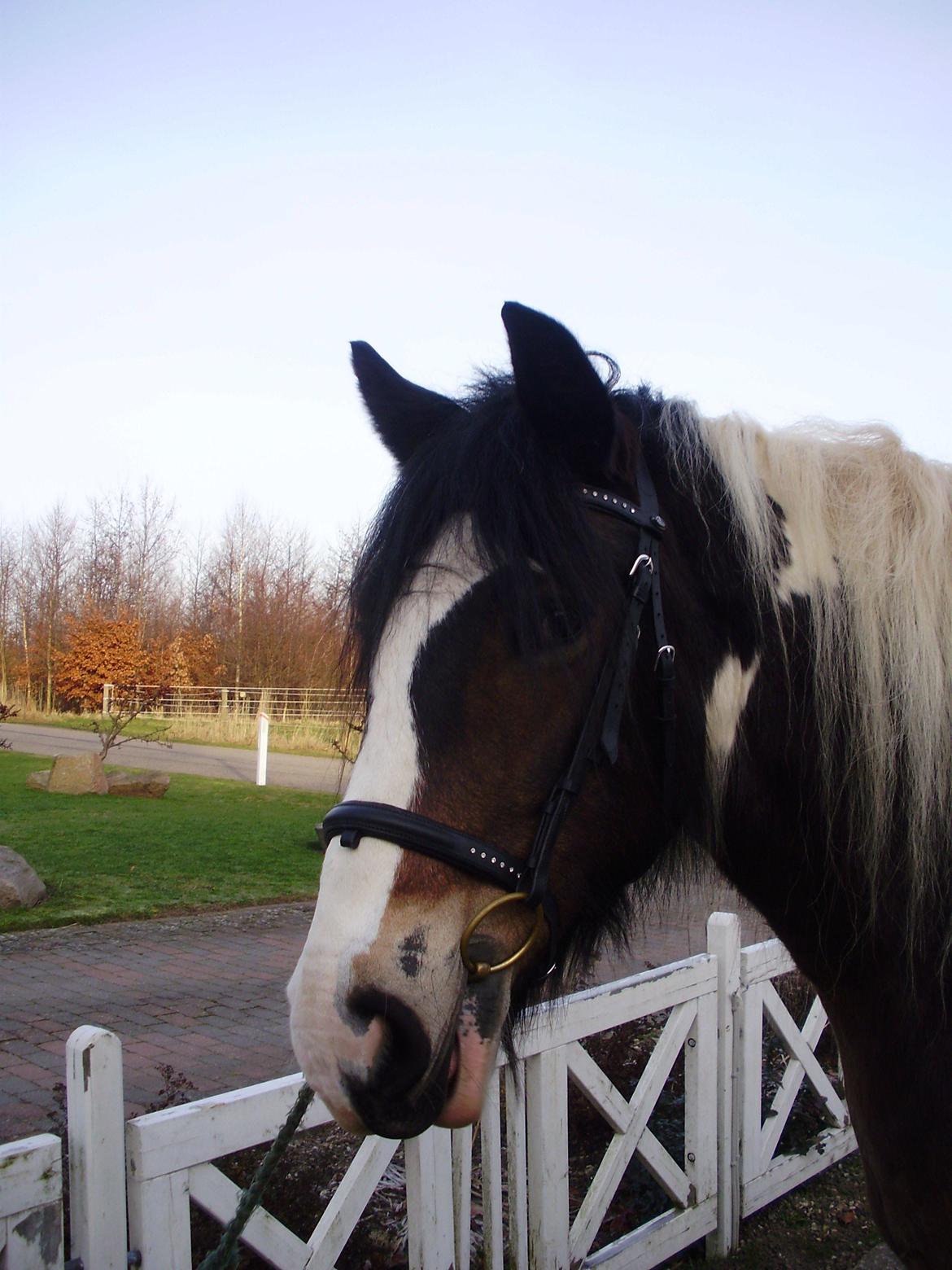 Irish Cob Grace O`Malley fan Kilewier - Grace med sit nye hovedtøj. billede 1