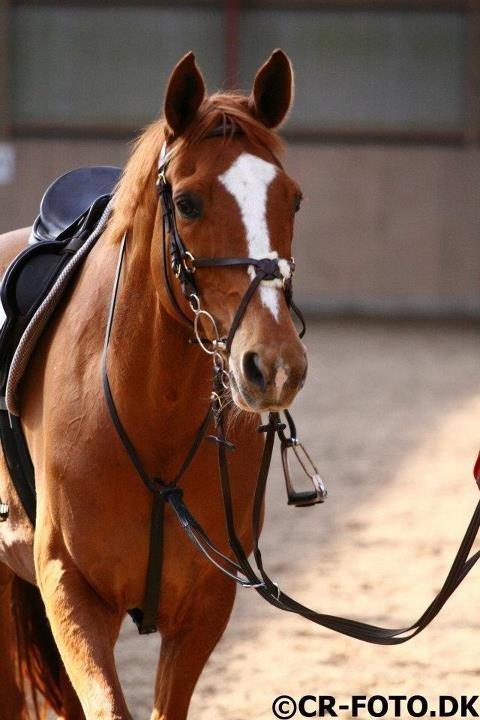 Anden særlig race Piccolo billede 1