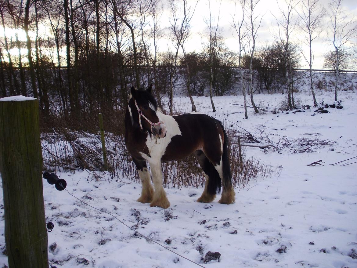 Irish Cob Grace O`Malley fan Kilewier - Grace første dag hos mig. billede 3