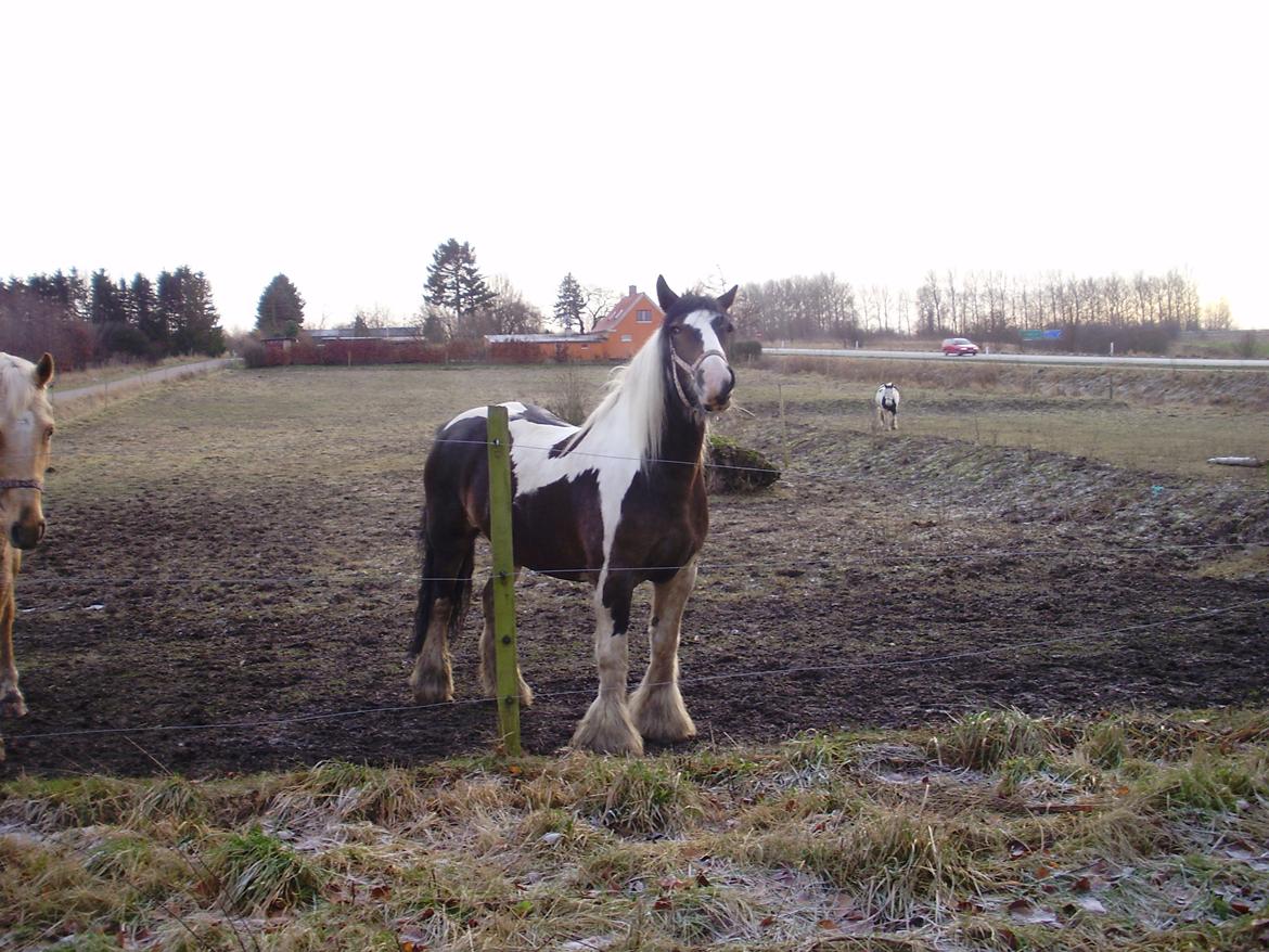 Irish Cob Grace O`Malley fan Kilewier - Kom nu med det mad. billede 8