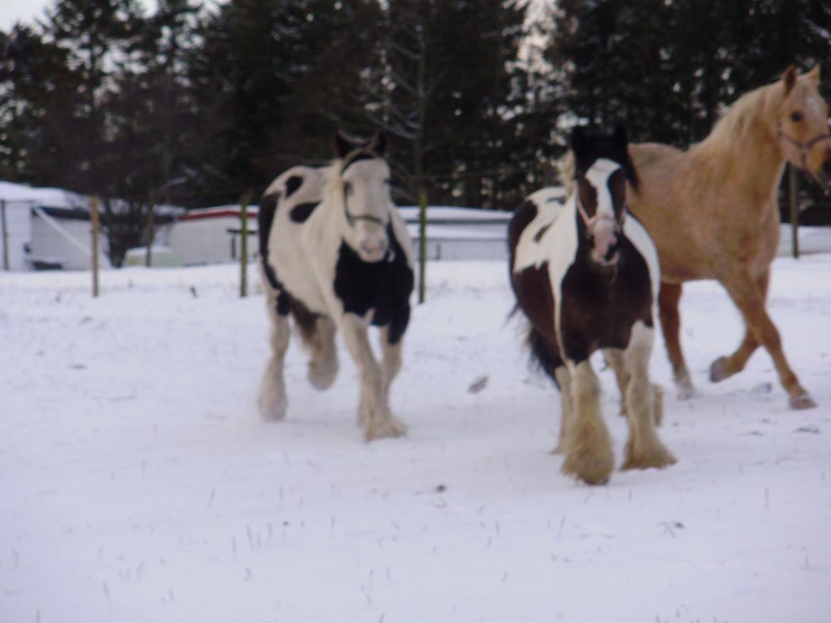 Irish Cob Grace O`Malley fan Kilewier - Grace første dag hos mig. billede 4