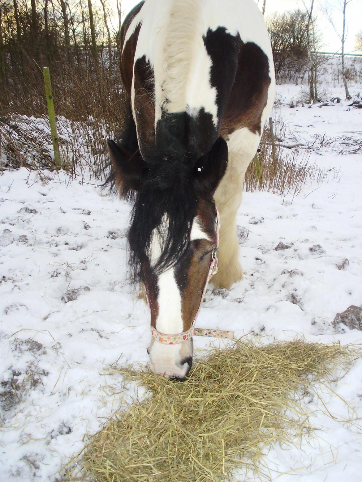 Irish Cob Grace O`Malley fan Kilewier - Dejligt med noget wrap. billede 6