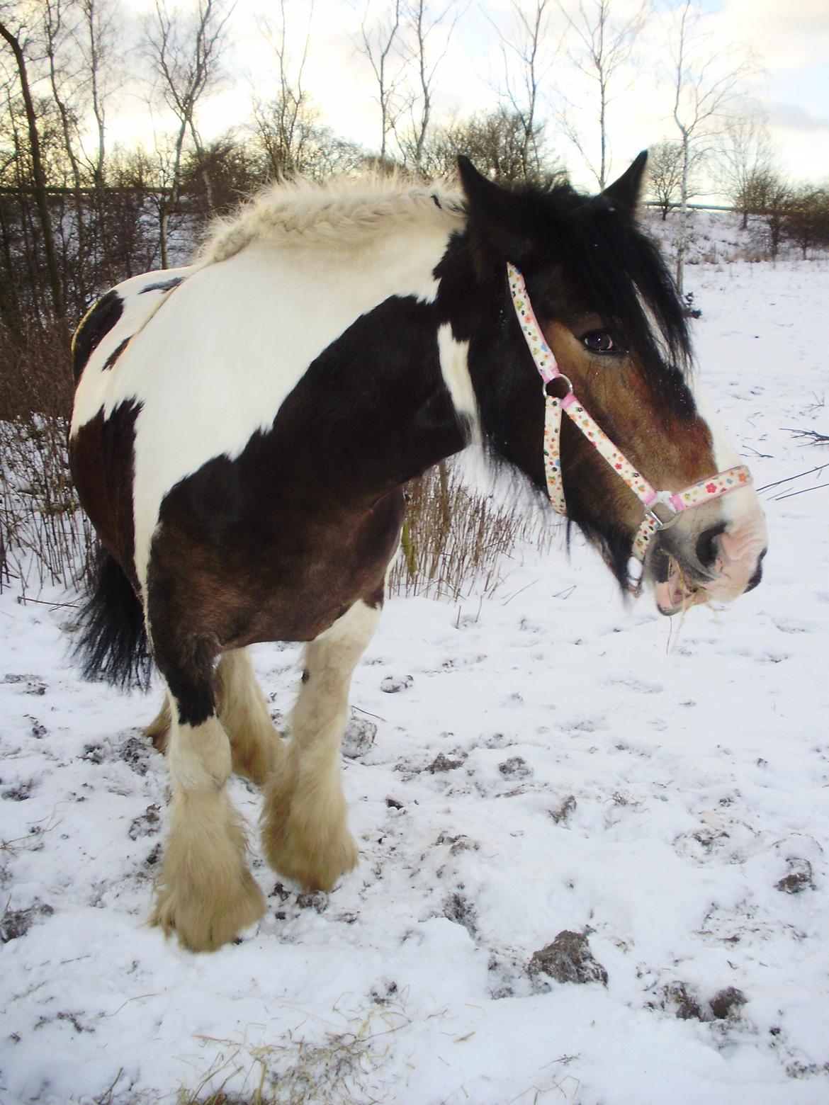 Irish Cob Grace O`Malley fan Kilewier billede 7