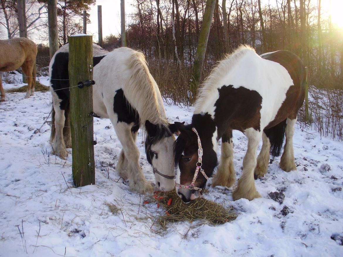 Irish Cob Grace O`Malley fan Kilewier - Kun en time efter ankomst til sit nye hjem. billede 5