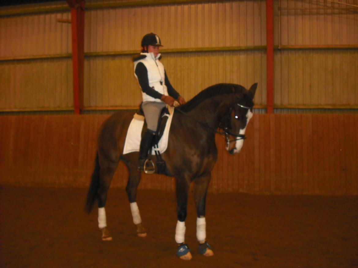 Dansk Varmblod Grønskovlund's Monet ( Call me happy ) Solgt til c billede 15