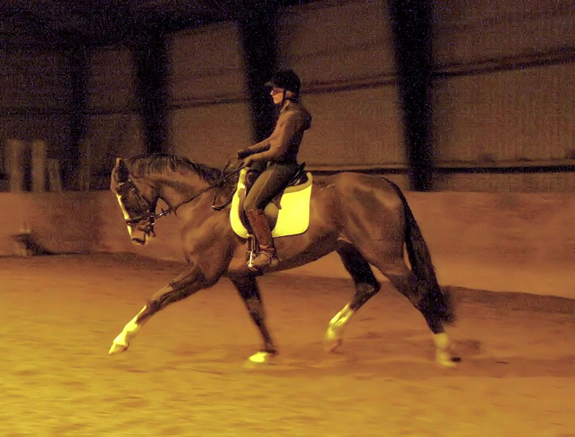 Dansk Varmblod Grønskovlund's Monet ( Call me happy ) Solgt til c billede 16