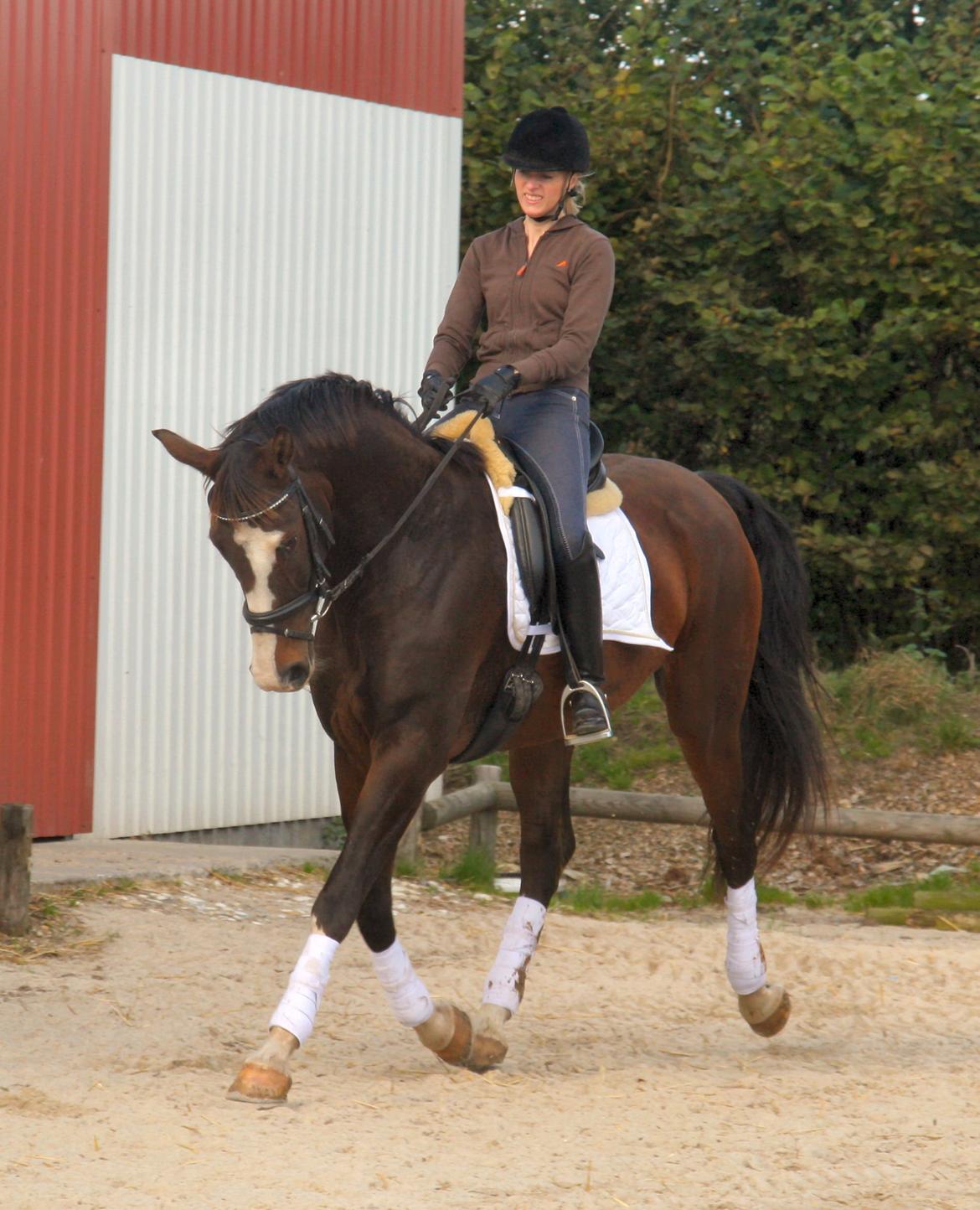 Dansk Varmblod Grønskovlund's Monet ( Call me happy ) Solgt til c billede 17