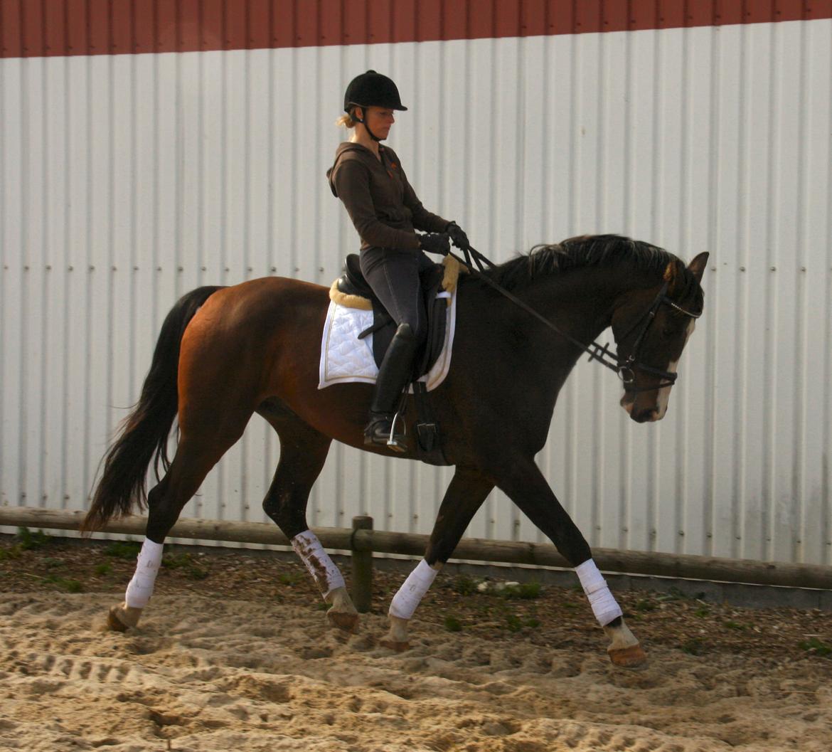 Dansk Varmblod Grønskovlund's Monet ( Call me happy ) Solgt til c billede 18