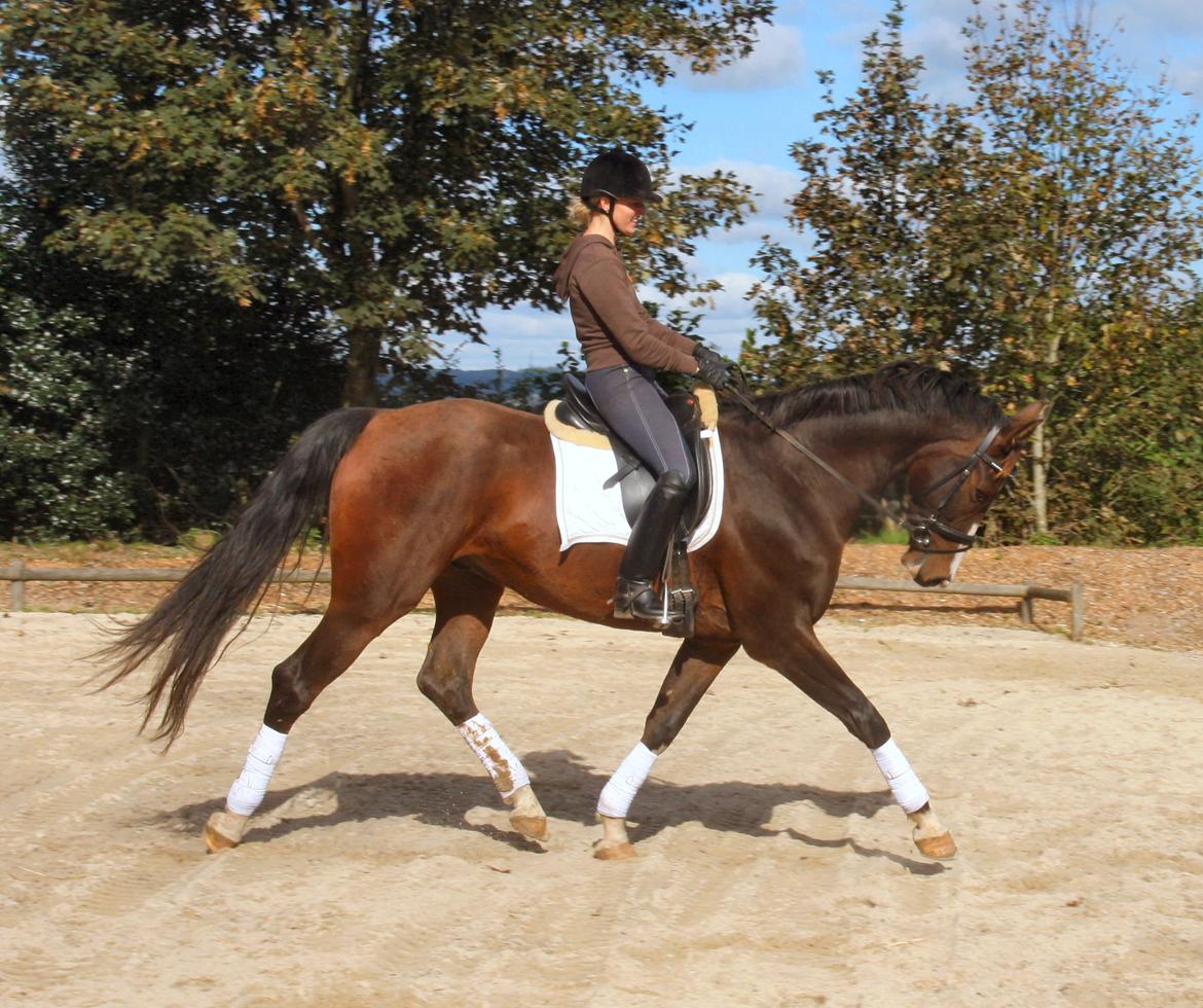 Dansk Varmblod Grønskovlund's Monet ( Call me happy ) Solgt til c billede 19