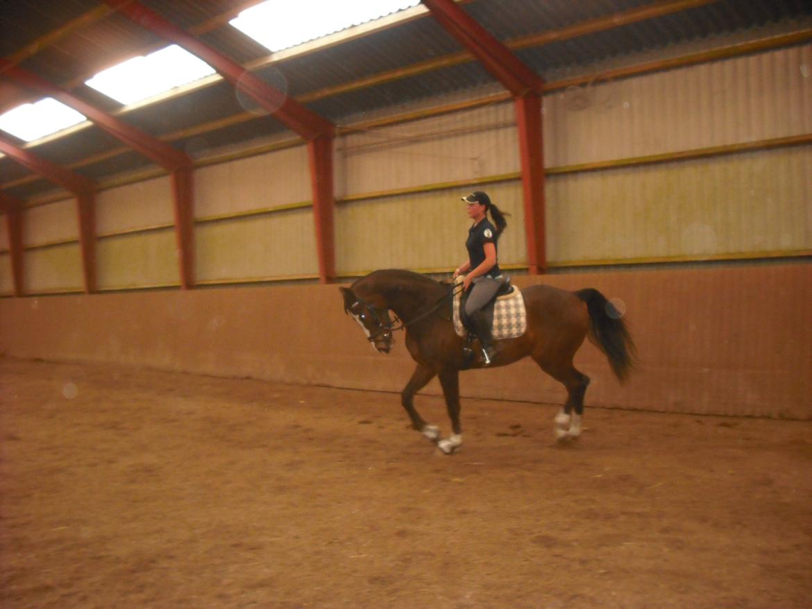 Dansk Varmblod Grønskovlund's Monet ( Call me happy ) Solgt til c billede 20