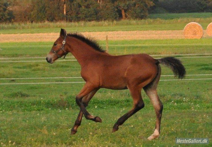 Frederiksborg Nytoftgaards Anastacia (Baby) billede 5