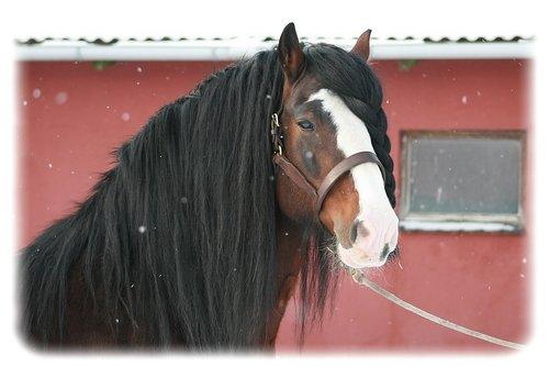 Shire Trem-Y-Wyddfa Mascot billede 9