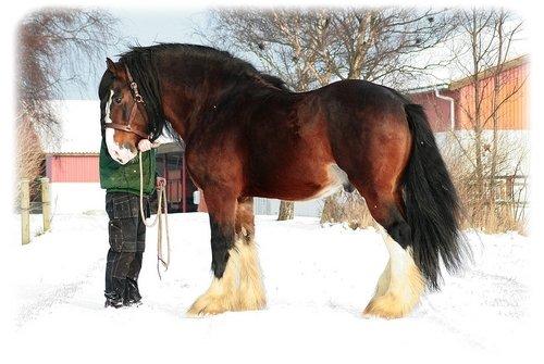 Shire Trem-Y-Wyddfa Mascot billede 12