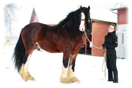 Shire Trem-Y-Wyddfa Mascot billede 13