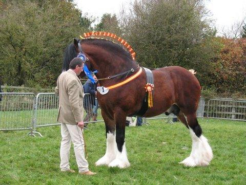 Shire Trem-Y-Wyddfa Mascot billede 14