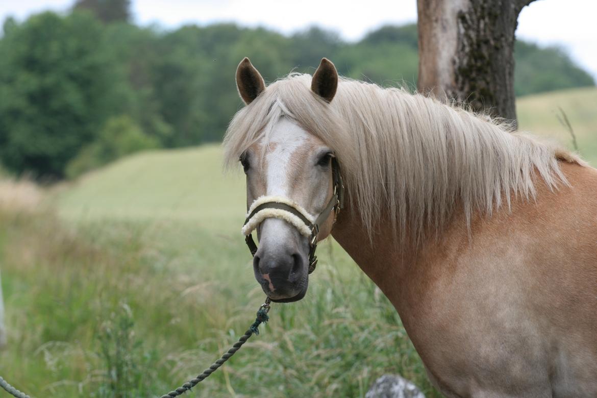 Haflinger Victor Af Næsbæk R.I.P billede 1