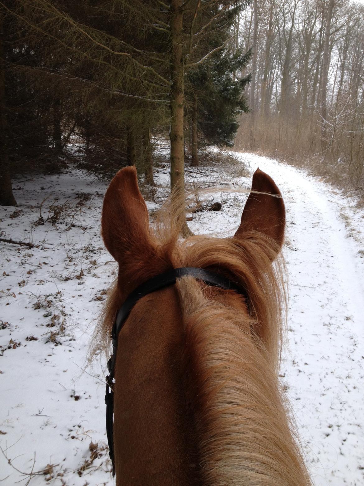 Anden særlig race Olivar - Solgt - På skøn tur i sneen billede 12