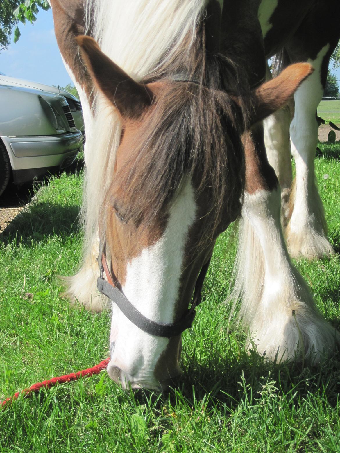 Irish Cob Indy billede 16