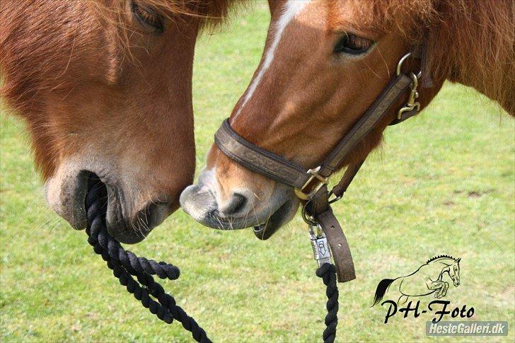Islænder Fafnir fra Højbo - Søde drenge! billede 2
