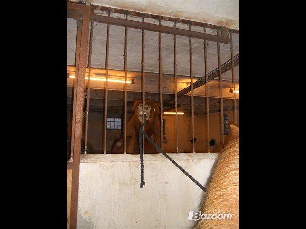 Islænder Fafnir fra Højbo - Charmetrold!. billede 3